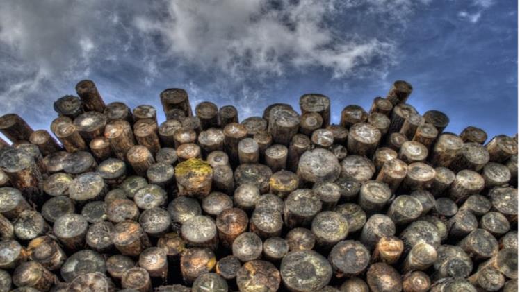 The Environmental Benefits of Using Timber Balustrades