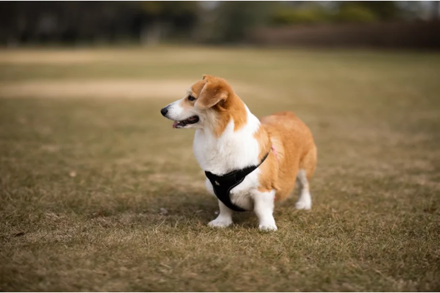 My Dog